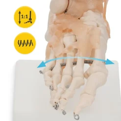 Model anatomiczny stawu skokowego z więzadłami w skali 1:1