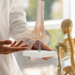 Model anatomiczny stawu skokowego z więzadłami w skali 1:1