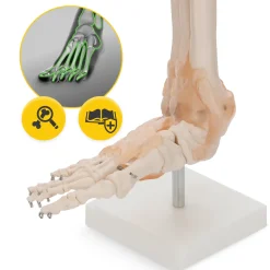 Model anatomiczny stawu skokowego z więzadłami w skali 1:1