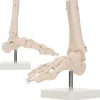 Model anatomiczny stawu skokowego w skali 1:1