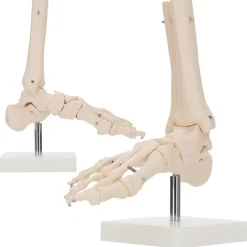 Model anatomiczny stawu skokowego w skali 1:1