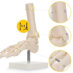 Model anatomiczny stawu skokowego w skali 1:1