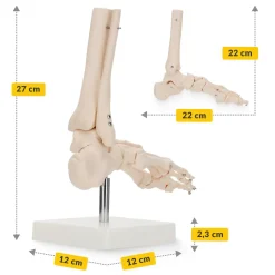 Model anatomiczny stawu skokowego w skali 1:1