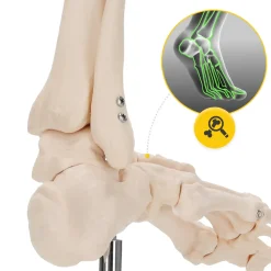 Model anatomiczny stawu skokowego w skali 1:1