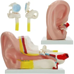 Model anatomiczny ucha w przekroju w skali 3:1