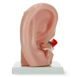 Model anatomiczny ucha w przekroju w skali 3:1