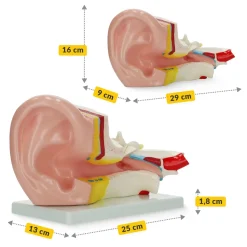 Model anatomiczny ucha w przekroju w skali 3:1