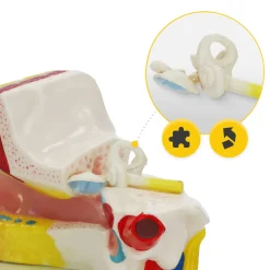 Model anatomiczny ucha w przekroju w skali 3:1