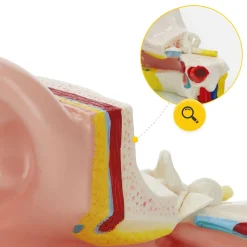 Model anatomiczny ucha w przekroju w skali 3:1