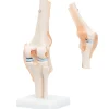 Staw kolanowy model anatomiczny