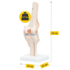 Staw kolanowy model anatomiczny