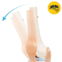 Staw kolanowy model anatomiczny