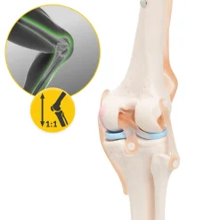 Staw kolanowy model anatomiczny