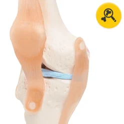 Staw kolanowy model anatomiczny
