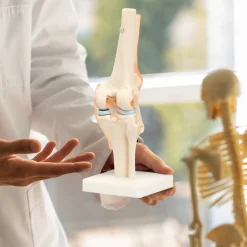 Staw kolanowy model anatomiczny