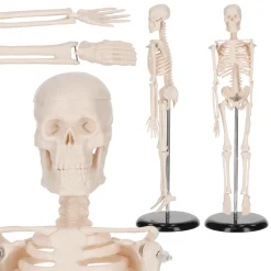 Szkielet człowieka 45 cm model anatomiczny