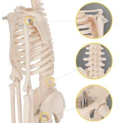 Szkielet człowieka 45 cm model anatomiczny