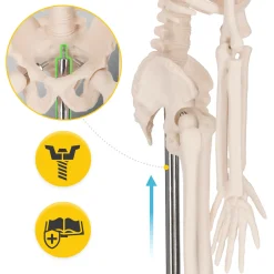 Szkielet człowieka 45 cm model anatomiczny