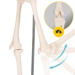 Szkielet człowieka 45 cm model anatomiczny
