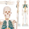 Szkielet człowieka 85 cm model anatomiczny