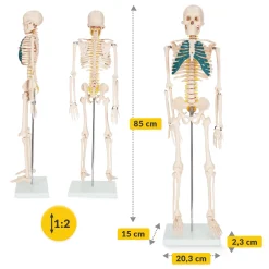 Szkielet człowieka 85 cm model anatomiczny