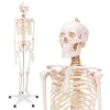 Szkielet człowieka 180 cm model anatomiczny