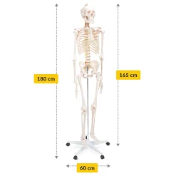 Szkielet człowieka 180 cm model anatomiczny
