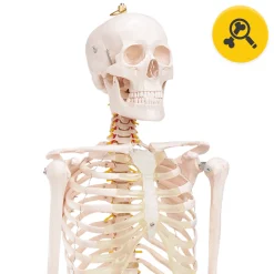Szkielet człowieka 180 cm model anatomiczny