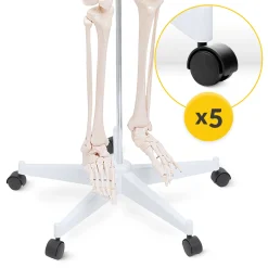 Szkielet człowieka 180 cm model anatomiczny