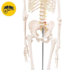 Szkielet człowieka 180 cm model anatomiczny
