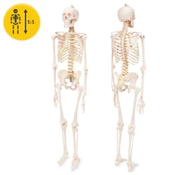Szkielet człowieka 180 cm model anatomiczny